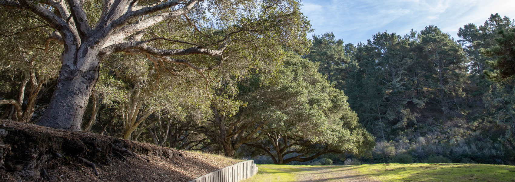 The Forest at Tehama Carmel | Real Estate Homesite for Sale